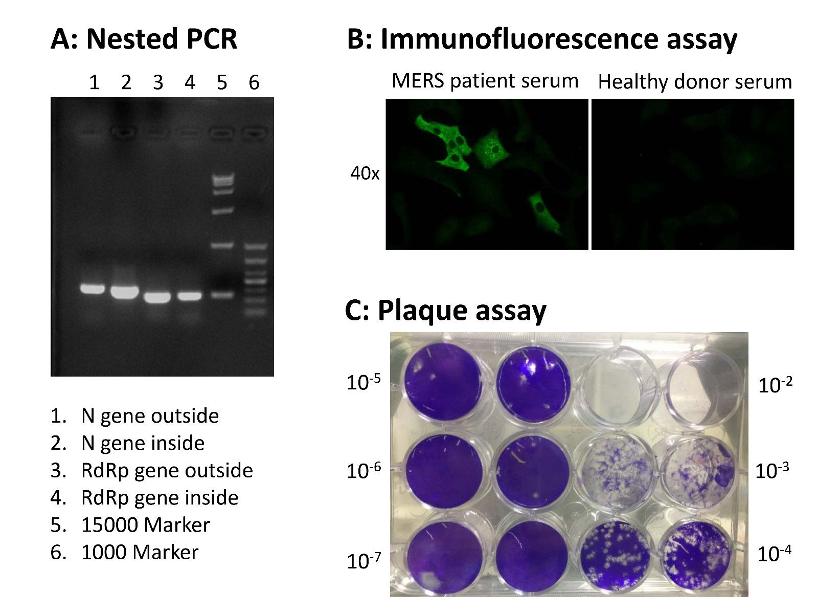 1502024938125738.jpg Figure 1.jpg