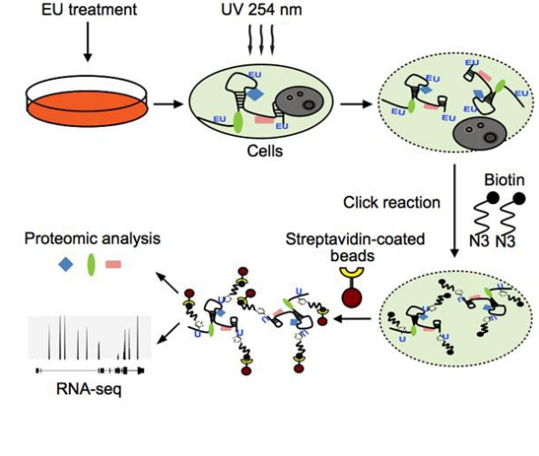 1530583634187705.png blob.png